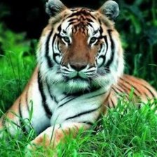 Схема вышивки «тигр»