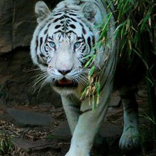 Схема вышивки «тигр»