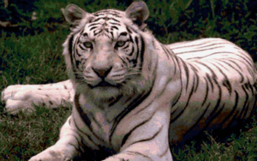 тигр - тигры, животные, кошки - предпросмотр