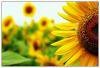 Схема вышивки «Подсолнух»