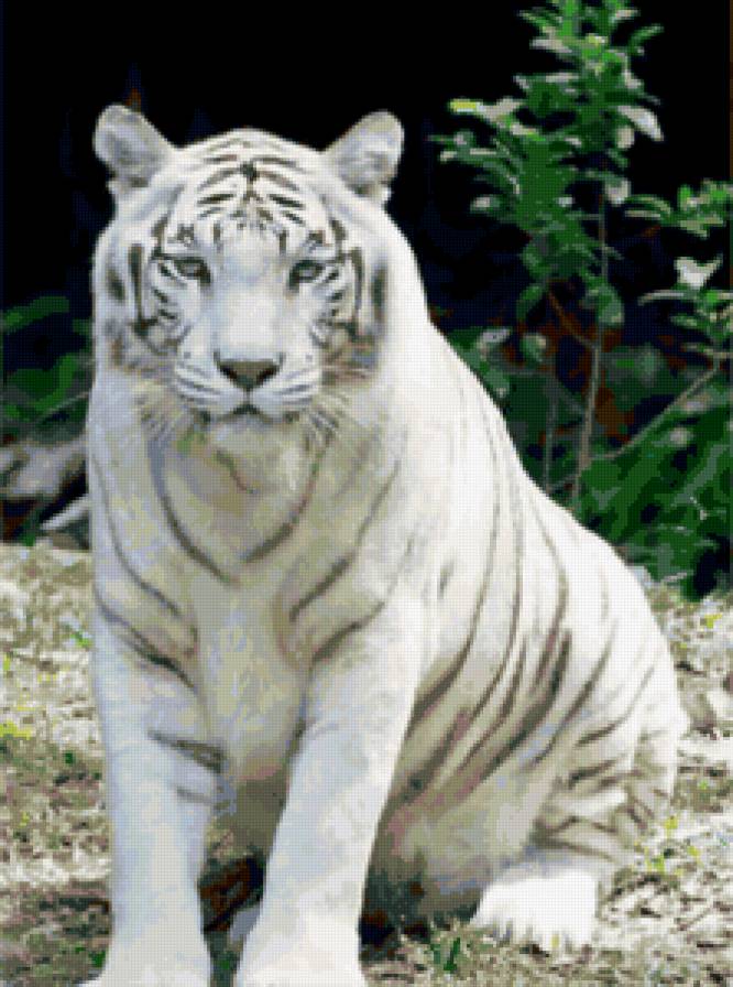 тигр - тигры, животные, кошки - предпросмотр