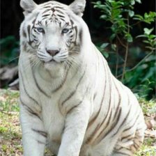 Схема вышивки «тигр»