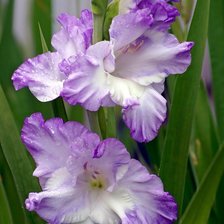 Схема вышивки «гладиолус»