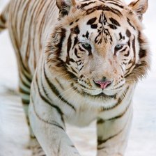 Схема вышивки «Тигр»