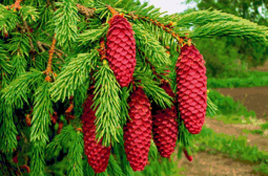 серия "красота природы" - ель.шишки - предпросмотр