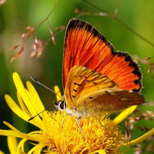 Схема вышивки «Бабочка»