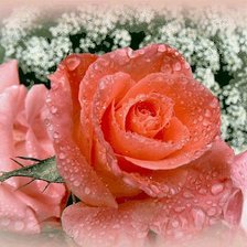 Схема вышивки «роза»