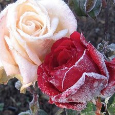 Схема вышивки «№234559»