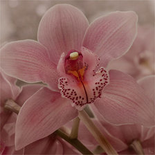 Схема вышивки «Орхидея»