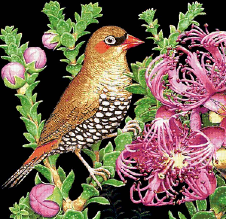 Красивая птичка - птичка - предпросмотр