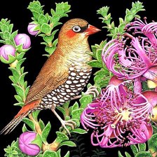 Схема вышивки «Красивая птичка»