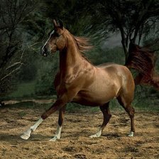 Схема вышивки «Лошадь»