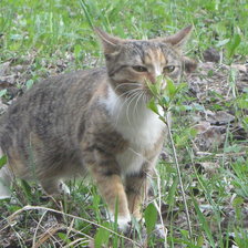 Схема вышивки «Мусек»