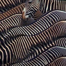 Схема вышивки «Зебры. Много.»