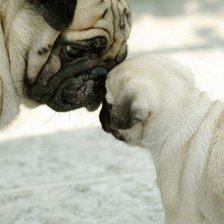 Схема вышивки «Мопсики»