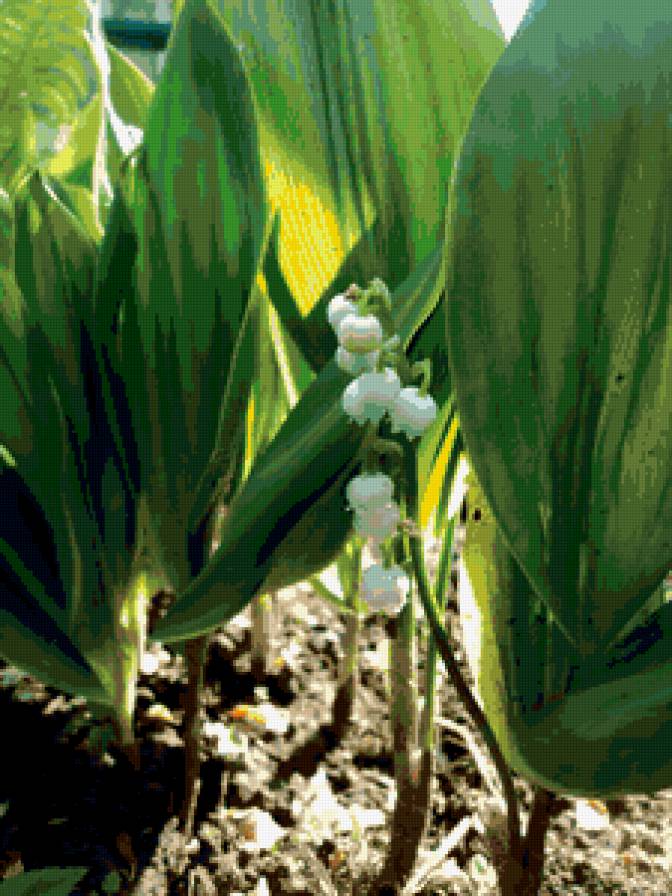 Ландыши - предпросмотр