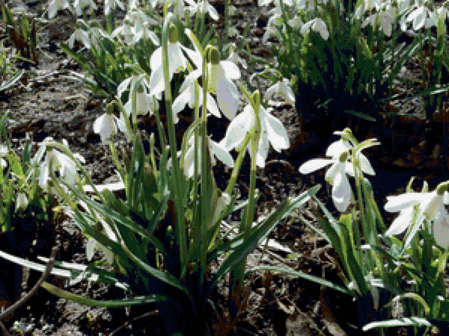 Подснежники - предпросмотр