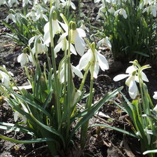 Схема вышивки «Подснежники»