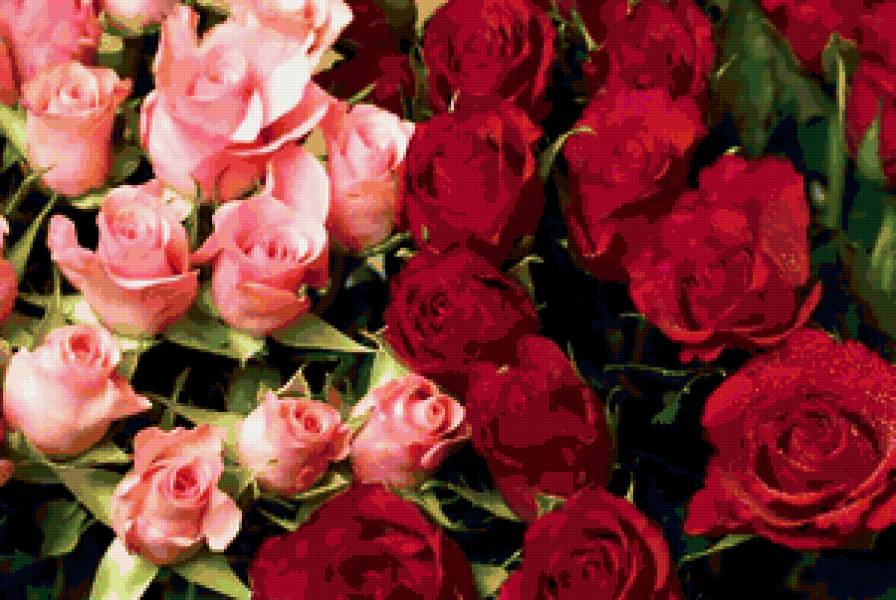 РОЗЫ - цветы - предпросмотр