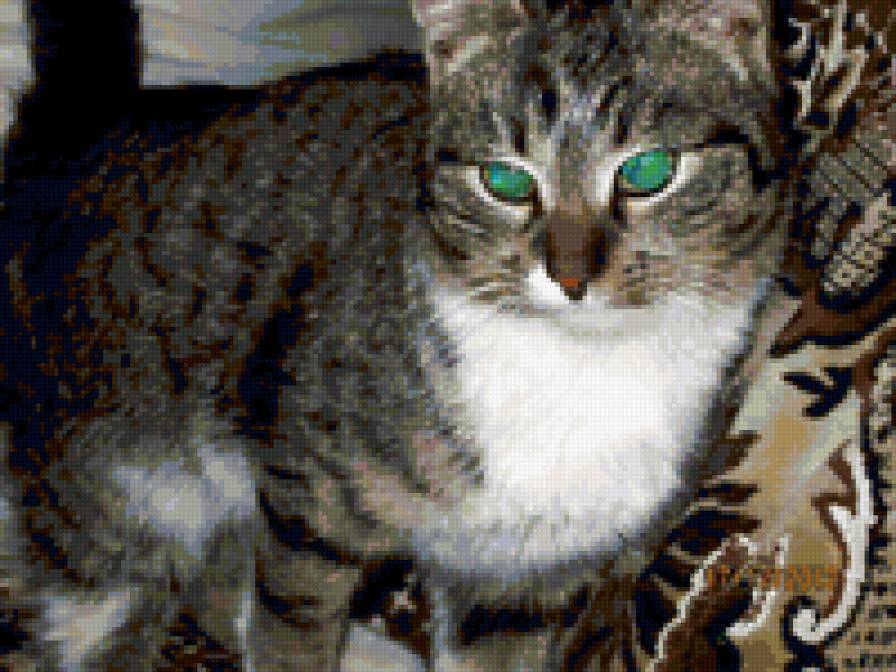 Кот Проня - животные - предпросмотр