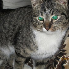 Схема вышивки «Кот Проня»