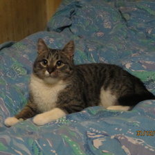 Схема вышивки «Пронька»