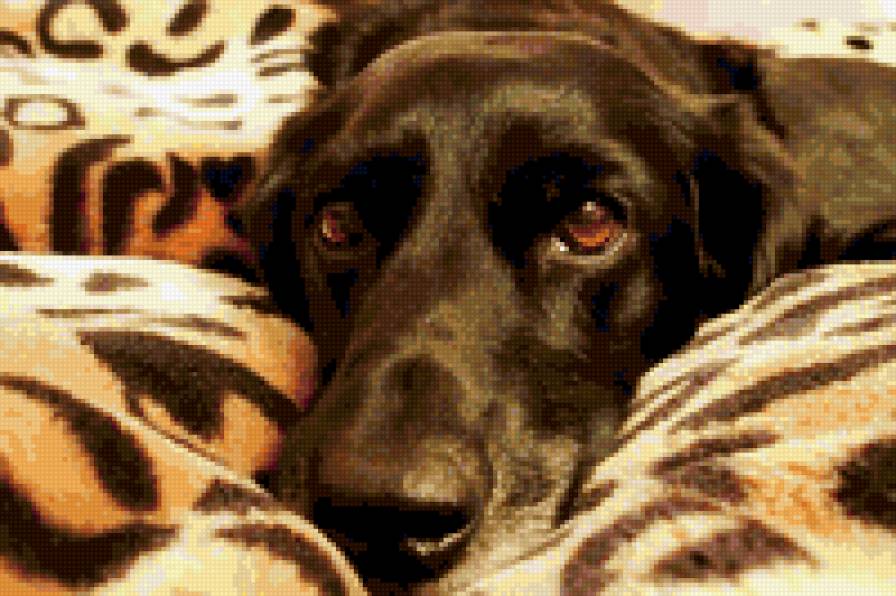 друг - домашние животные, собака - предпросмотр