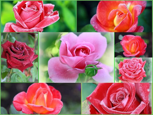 РОЗЫ - цветы - оригинал