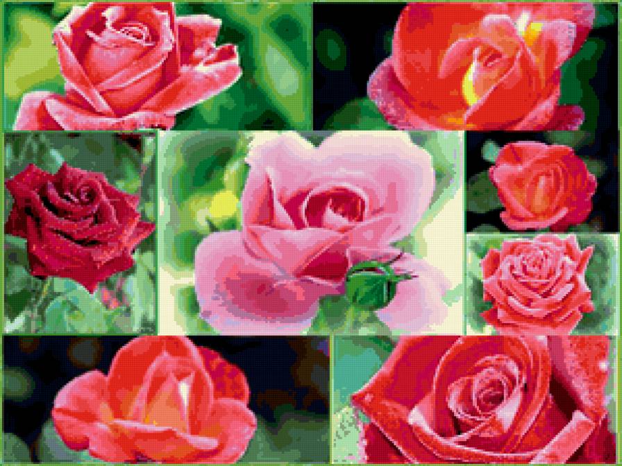 РОЗЫ - цветы - предпросмотр