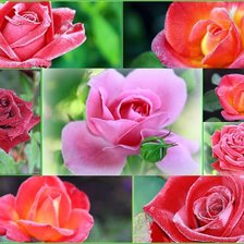 РОЗЫ