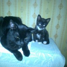 Схема вышивки «Кот и маленькая кошка»