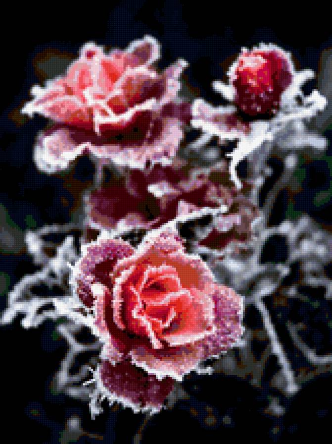 Розы - предпросмотр