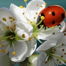 Схема вышивки «Божья коровка»