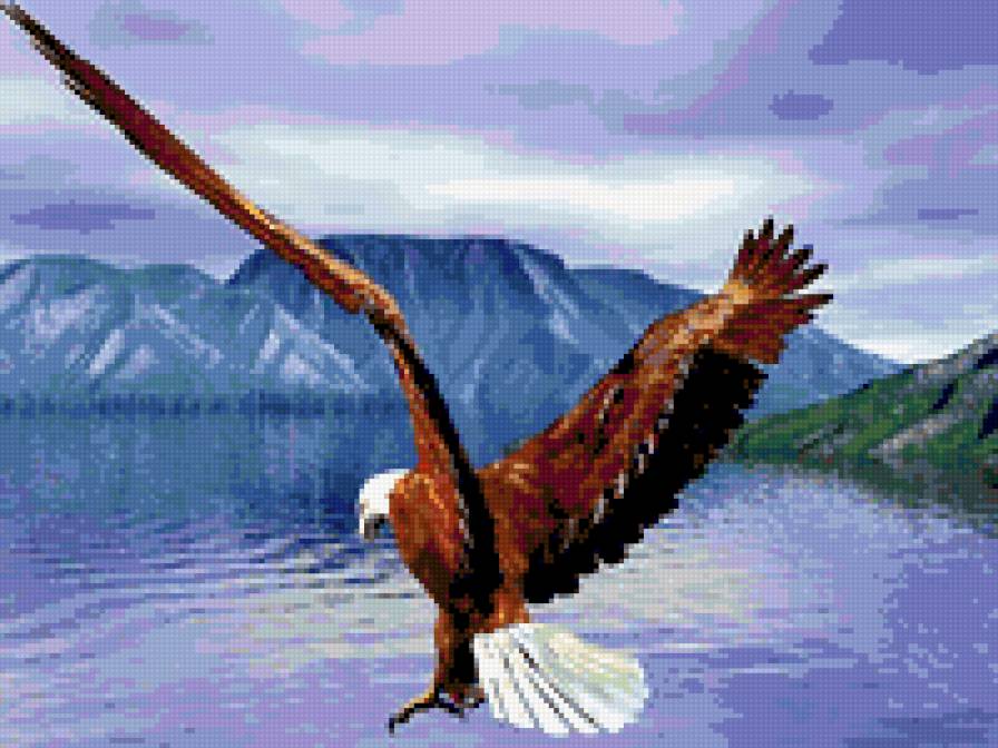 парящий орел - орел, птицы - предпросмотр