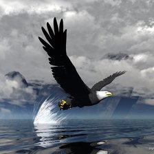 парящий орел