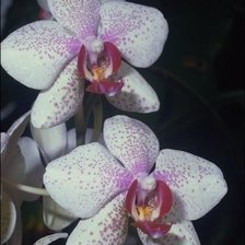 Схема вышивки «цветы»