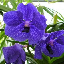 Схема вышивки «цветы»