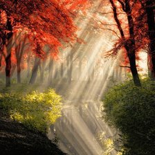 Схема вышивки «игра света в лесу»