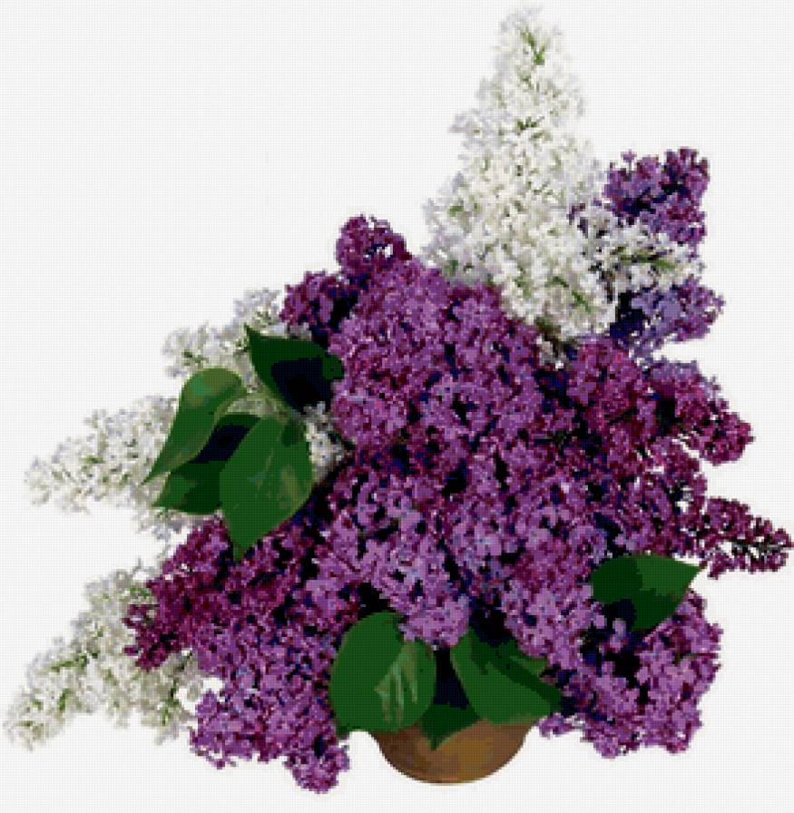 Сирень - сирень, букет, цветы - предпросмотр