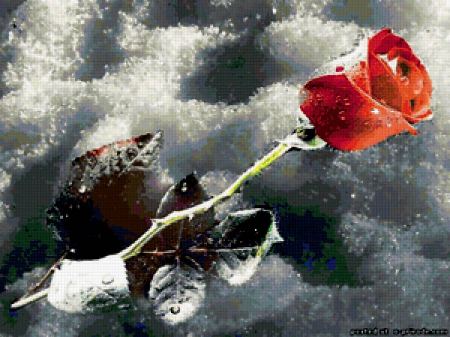 Роза - цветы - предпросмотр