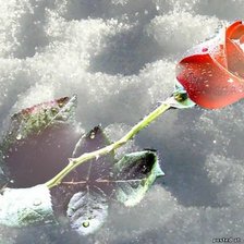 Схема вышивки «Роза»