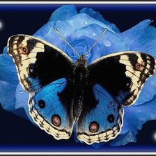 Схема вышивки «Бабочка»