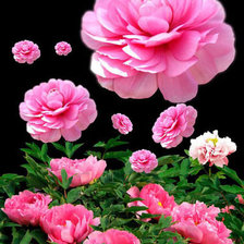 Схема вышивки «Пионы»