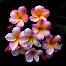 Схема вышивки «Цветы»