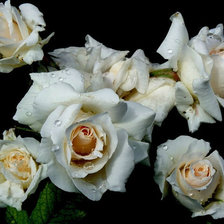 Схема вышивки «Розы»