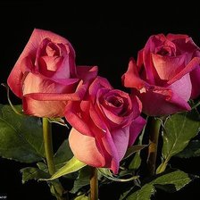 Схема вышивки «Розы»