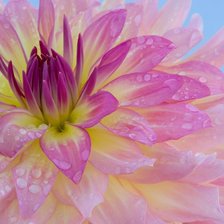 Схема вышивки «розовый цветок»