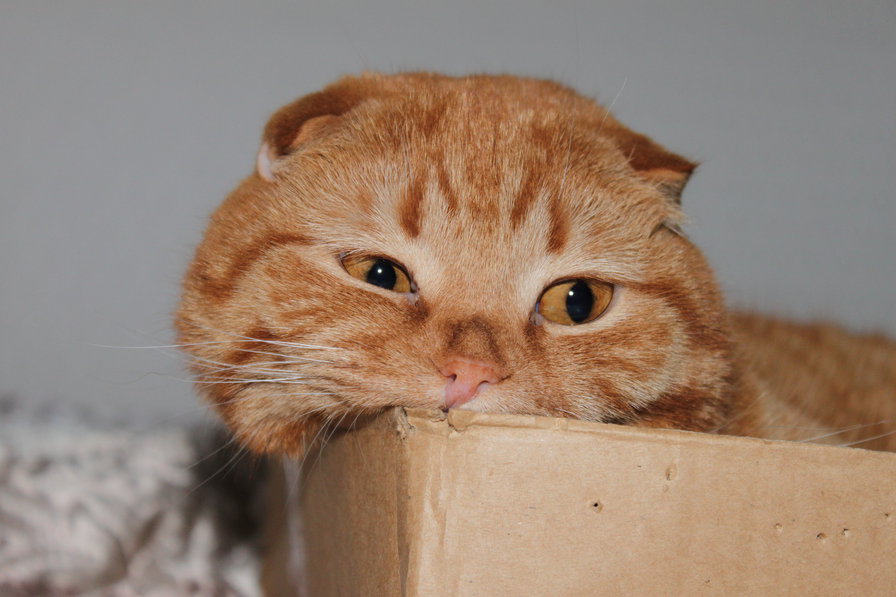 Рыжик - кот, рыжий кот - оригинал