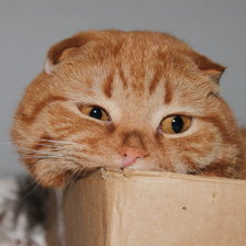 Схема вышивки «Рыжик»