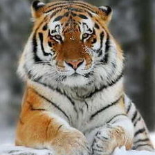 Схема вышивки «ТИГР»